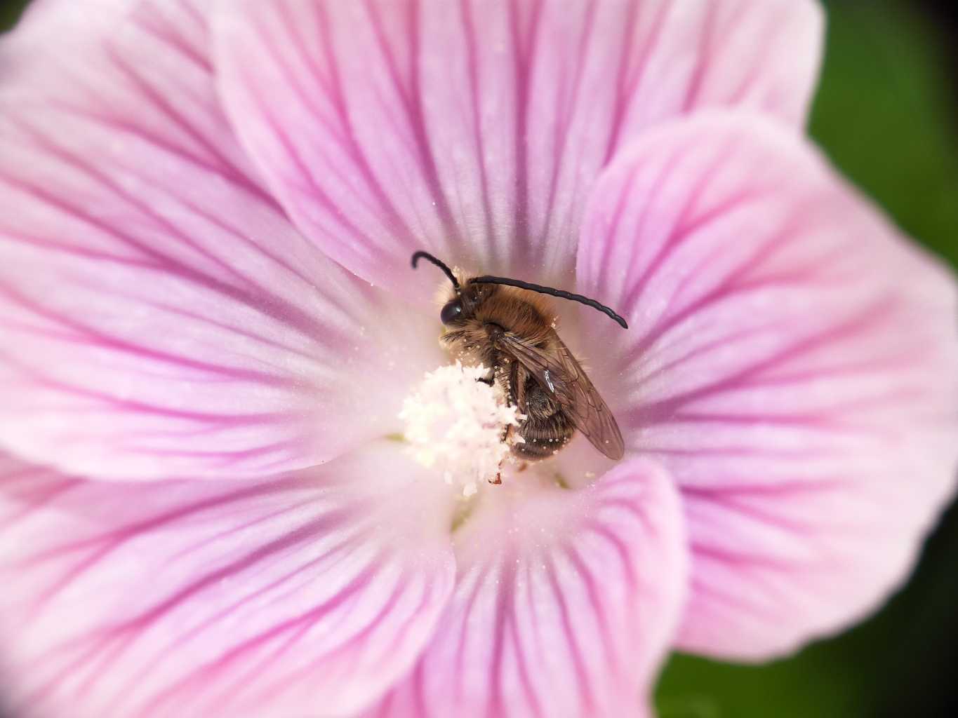 Maschi di Eucera addormentati dentro i fiori